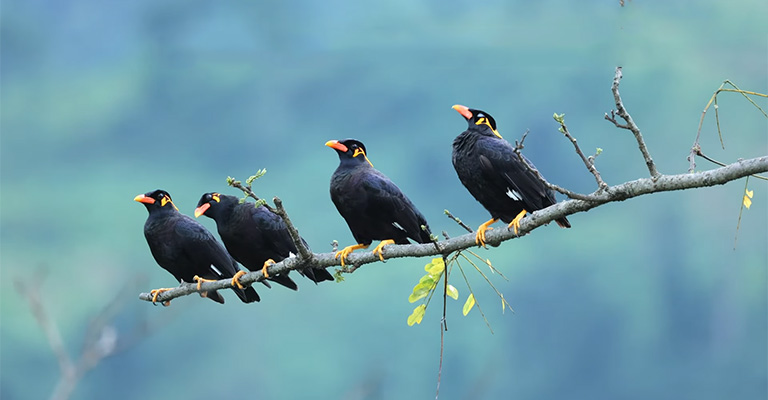 Hill Mynas