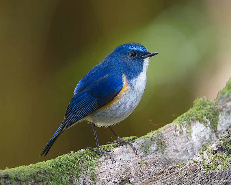 Himalayan Bluetail