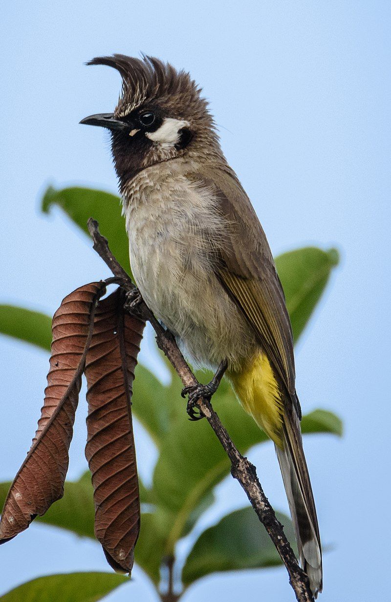 Himalayan_bulbul__1