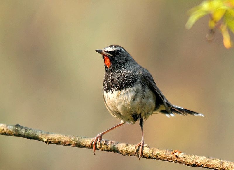 Himalayan_rubythroat__10