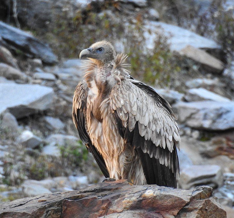 Himalayan_vulture__17