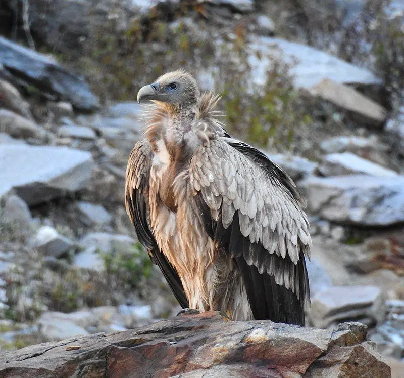 Himalayan_vulture__5