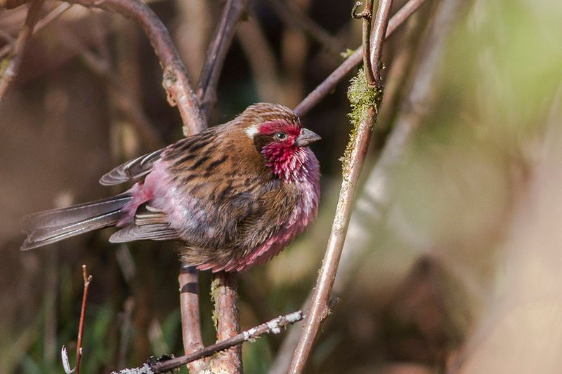 Himalayan_white-browed_rosefinch__37