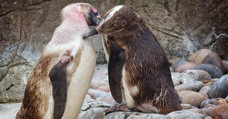 History and Evolution of Birds in Antarctica