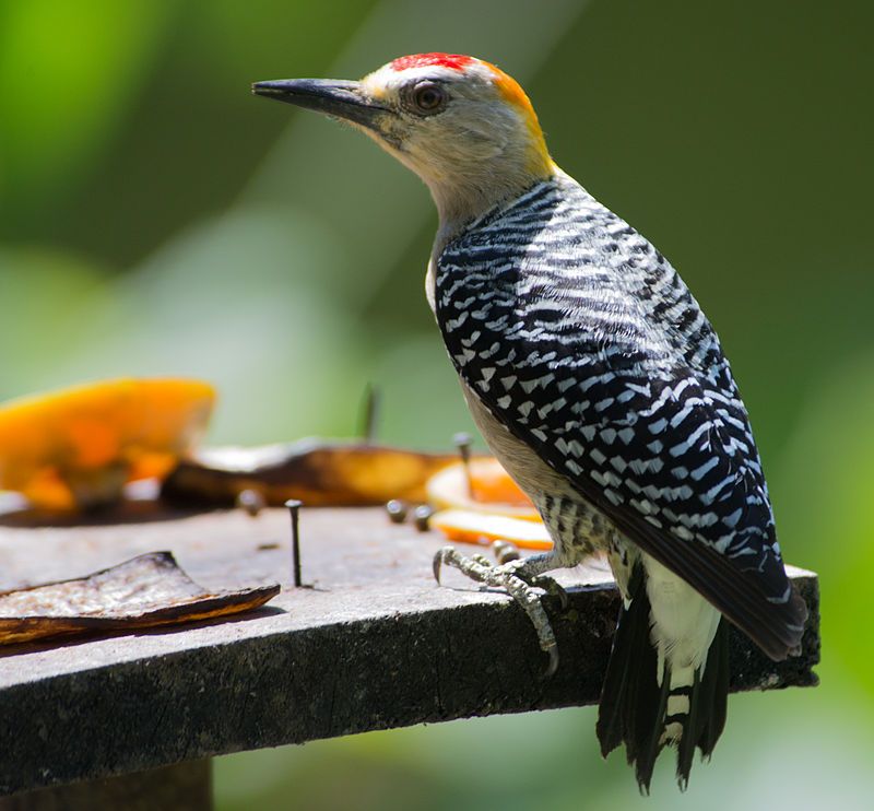 Hoffmann's_woodpecker__12