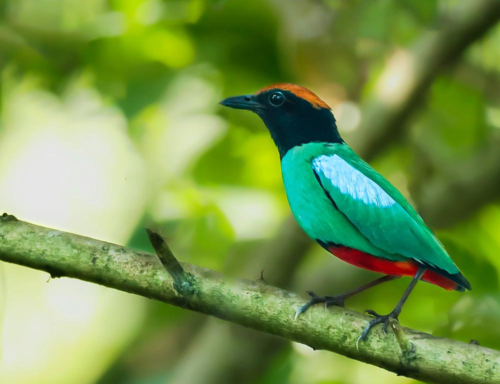 Hooded Pitta