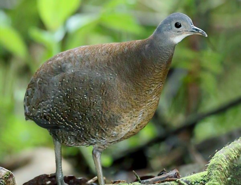 Hooded Tinamou