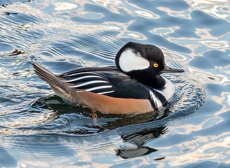 Hooded_merganser__11