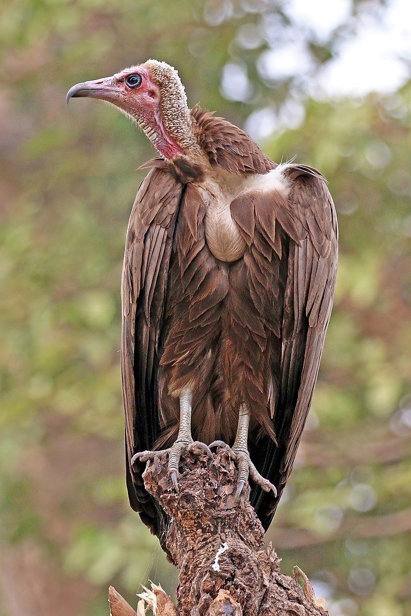 Hooded_vulture__10