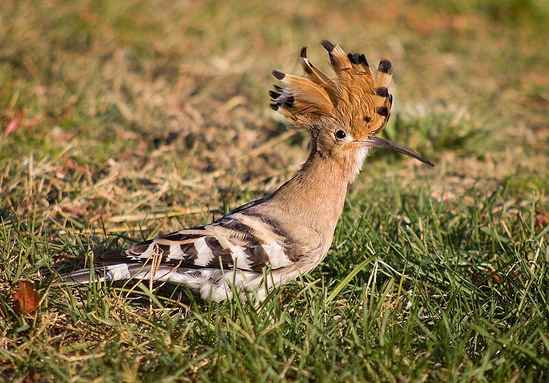 Hoopoe__1