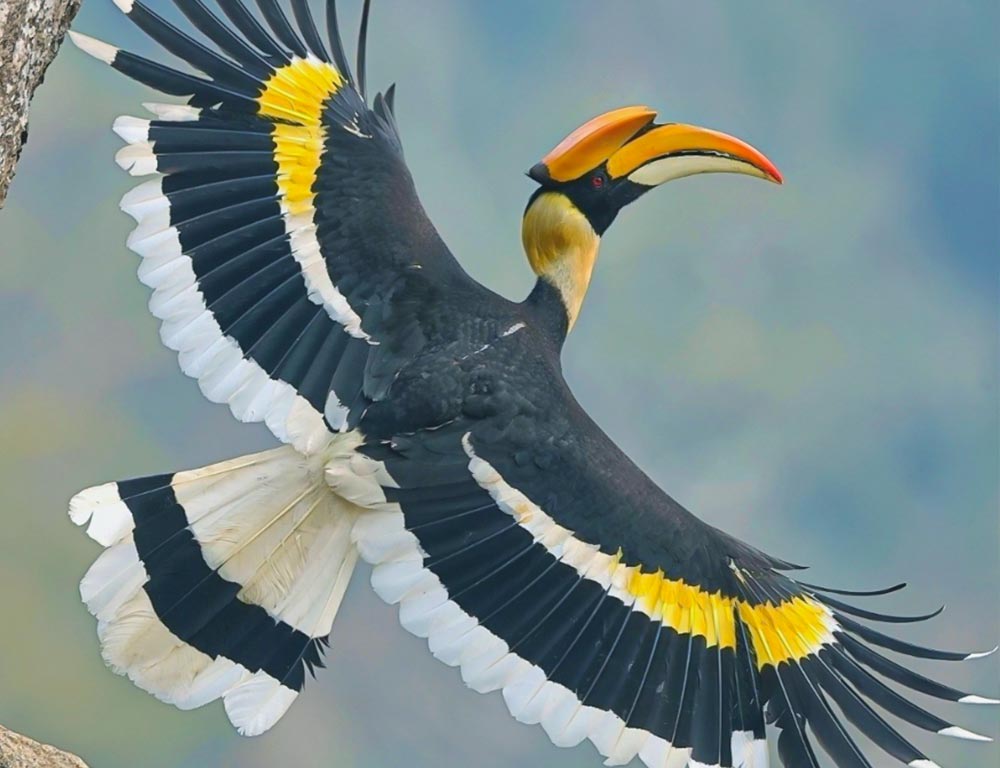 Hornbill