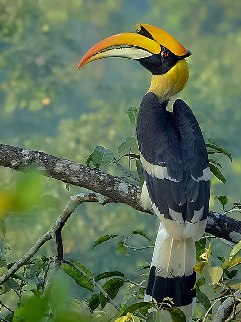 Hornbill__1