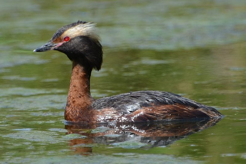 Horned_grebe__16