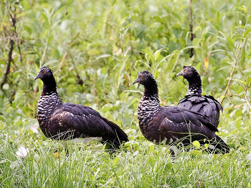 Horned_screamer__20