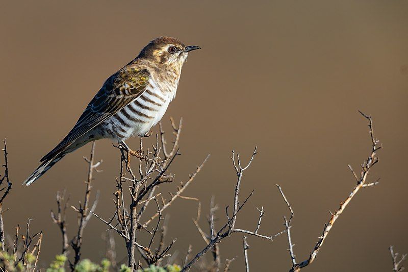 Horsfield's_bronze_cuckoo__21