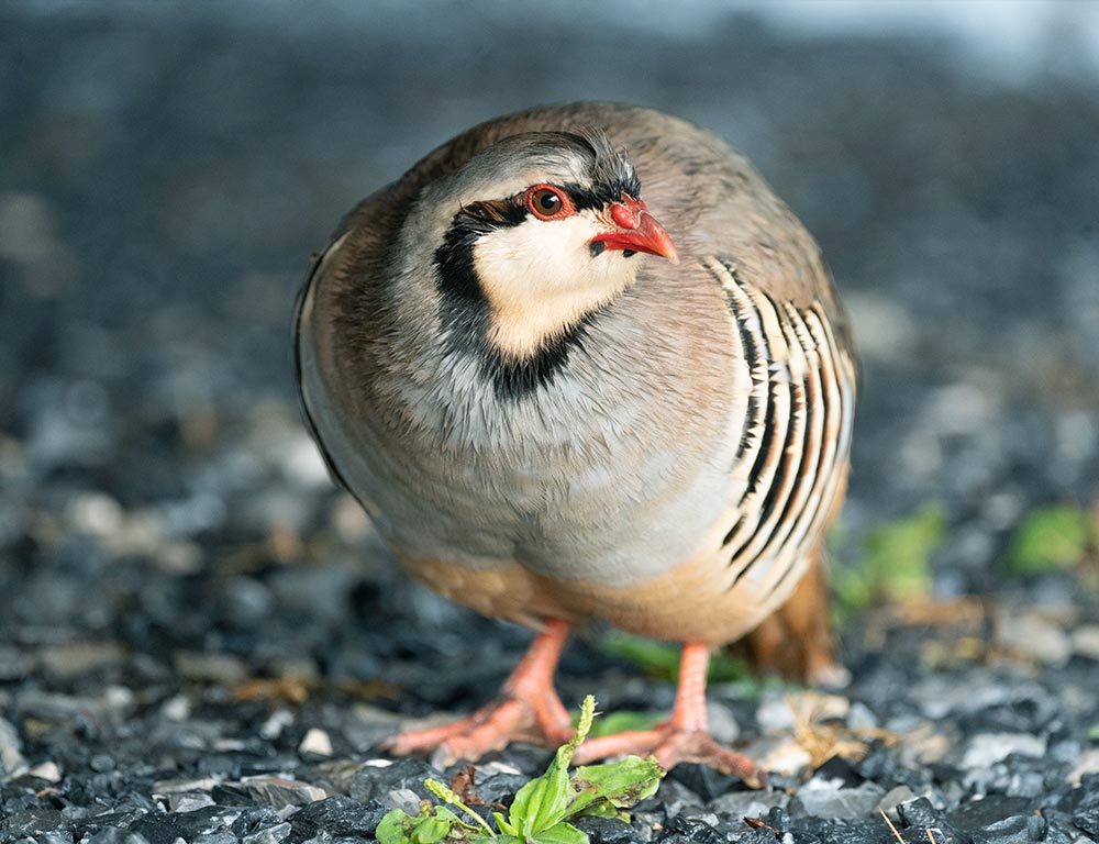 Hose's Partridge