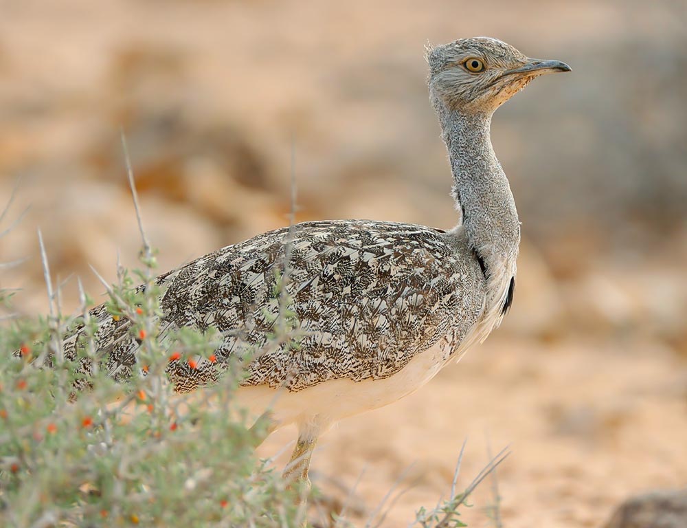 Houbara Bustard