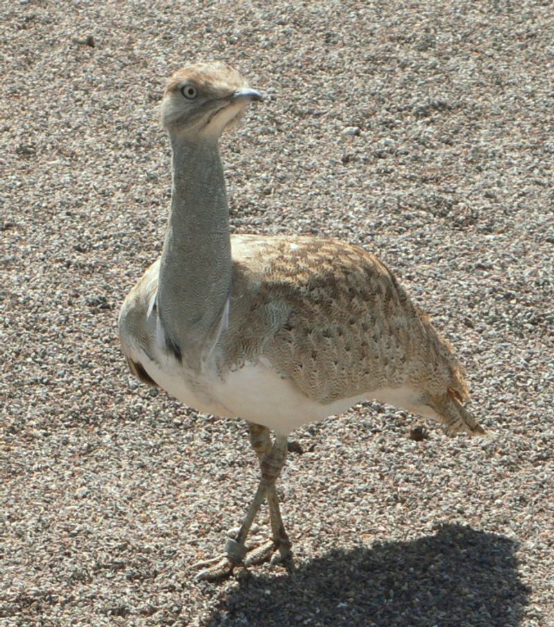 Houbara_bustard__4