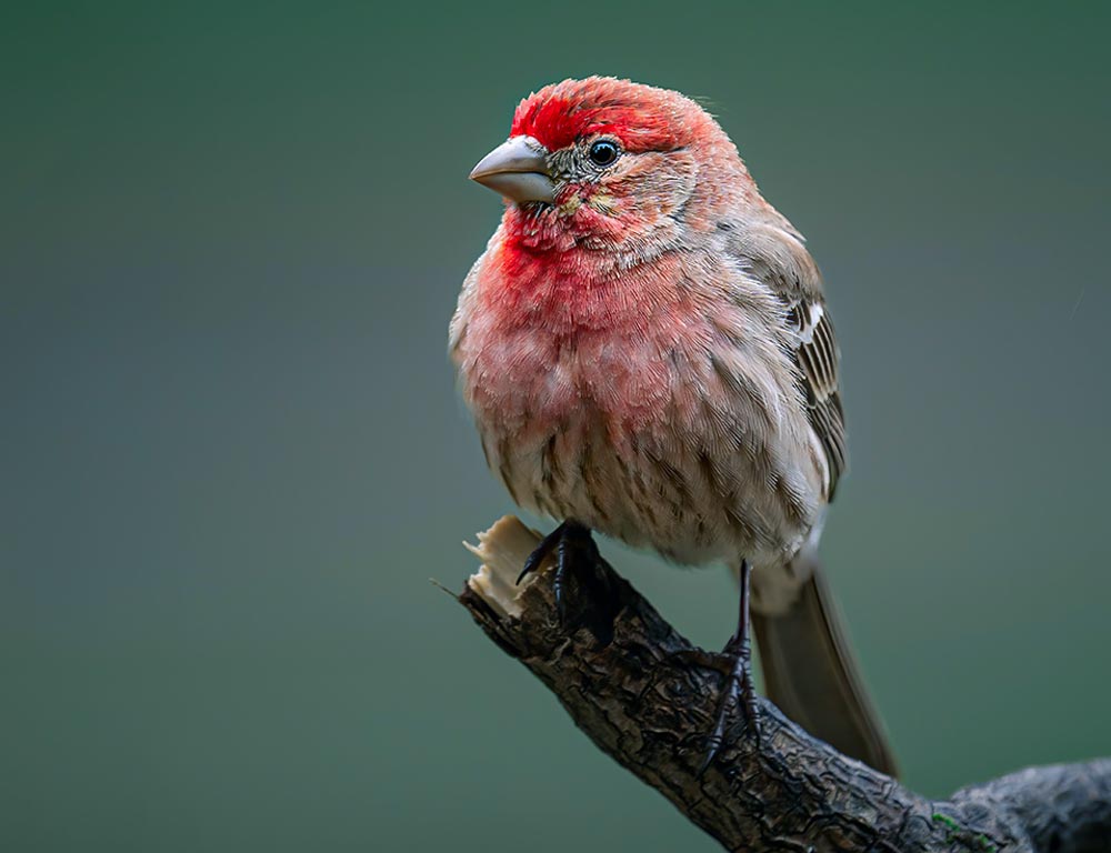 House finch