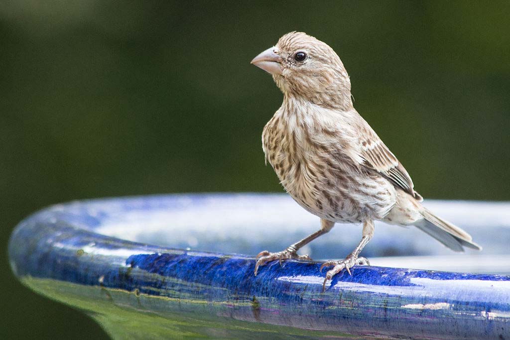 House Finch