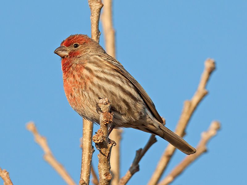 House_finch__1