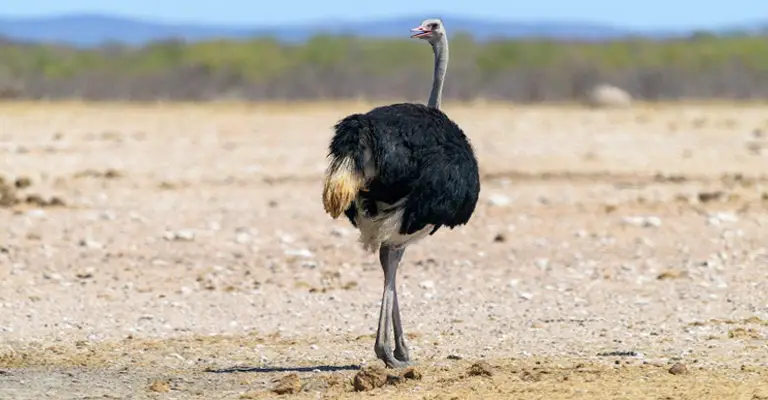 How Are Ostriches So Fast