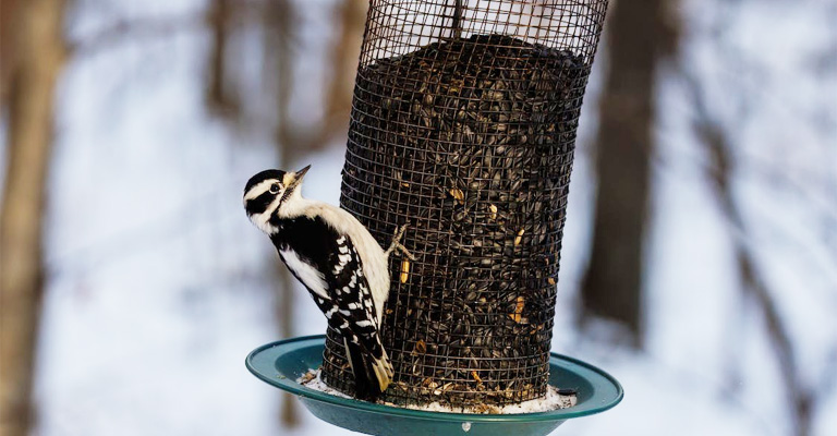 Why Do Birds Throw Seed Out Of Feeder