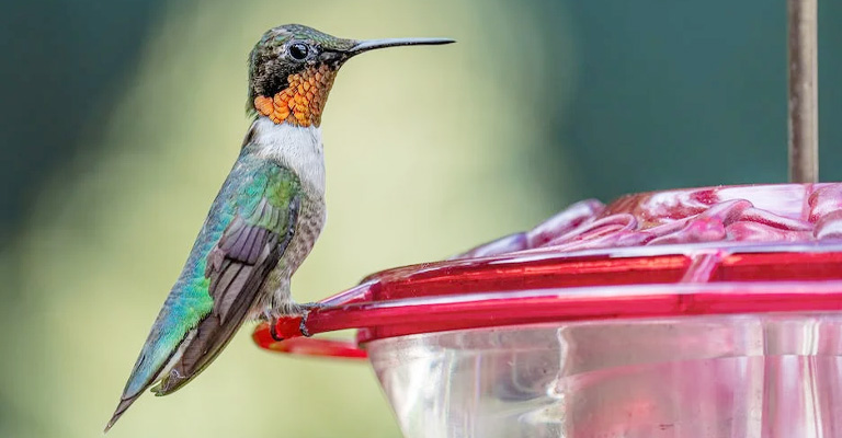 How Can I Help A Hungry Hummingbird
