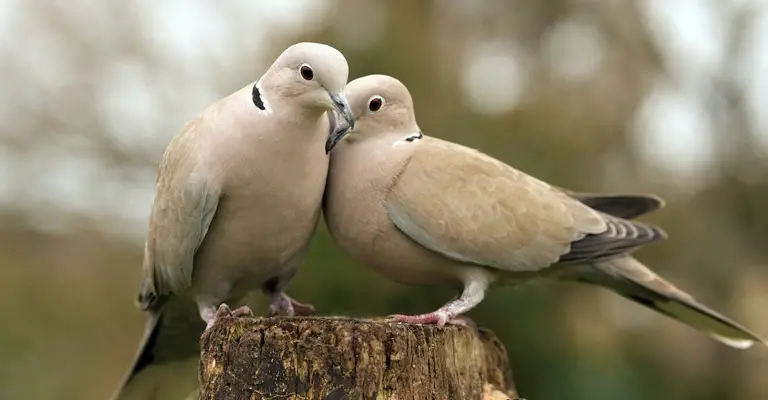 How Can I Take Care of Two Doves