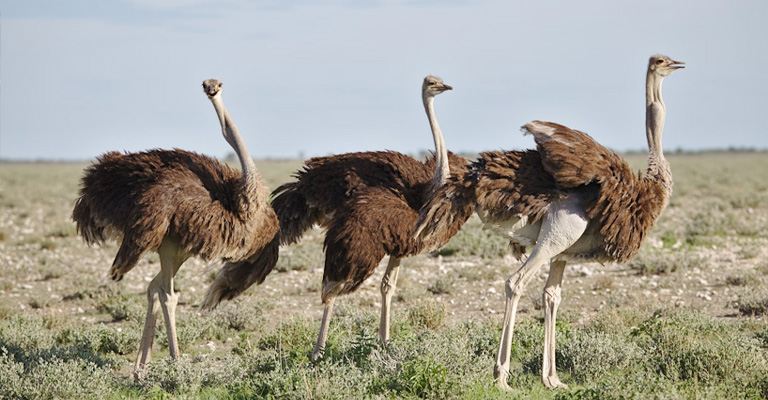 How Did Flightless Birds Evolve To Have Wings Again