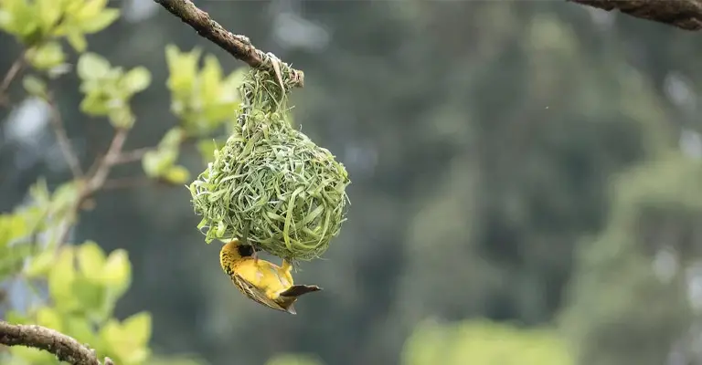 How Do Birds Build Nests on Trees
