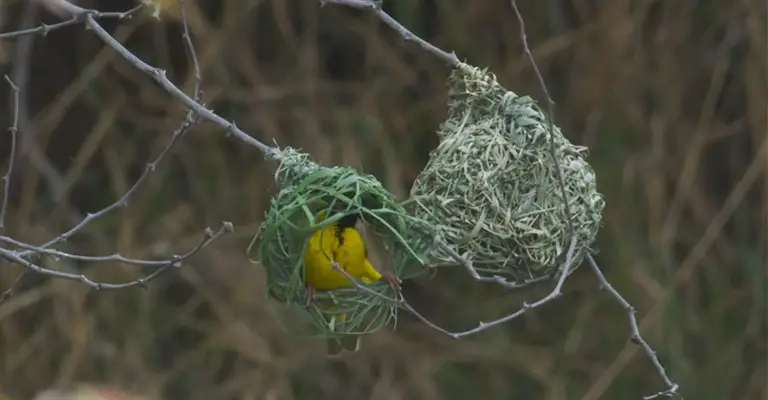 Feathered Architects: How Do Birds Build Nests?