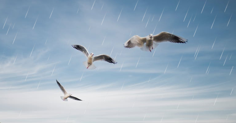 How Do Birds Fly in the Rain