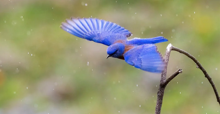 How Do Birds See Where They Are Going While Flying in the Rain