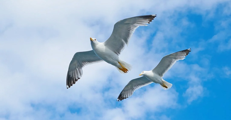 How Do Feathers Help Birds Fly