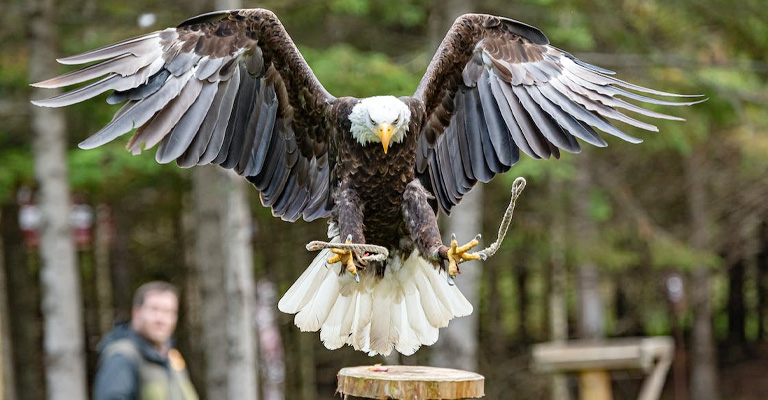 How Do I Get An Eagle To My Bird Feeder