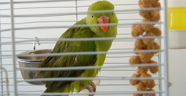 How Do I Know If My Pet Bird Is Stressed