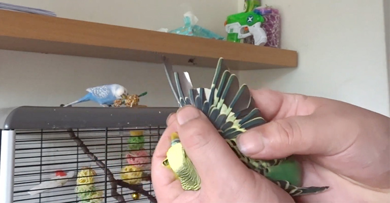 How Do I Know Why Is My Budgie Lifting One Wing