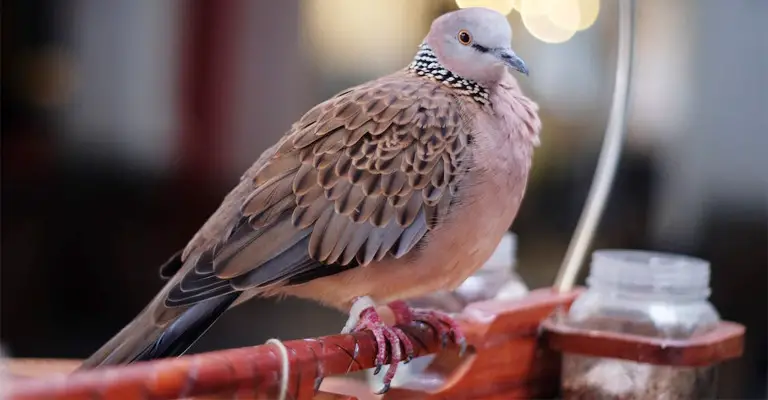 How Do I Set Up Home for My Pet Doves