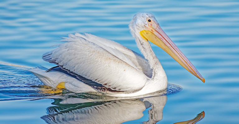 Why Do Pelicans Eat Other Birds