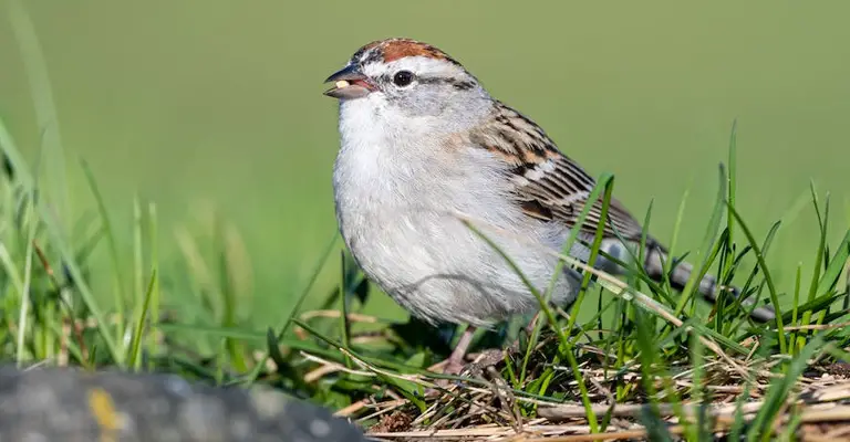 How Do You Identify A House Sparrow