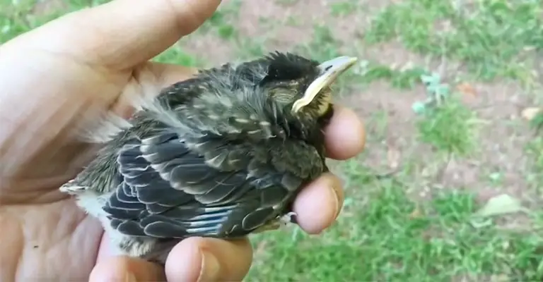 How Do You Pick Up a Fallen Baby Bird