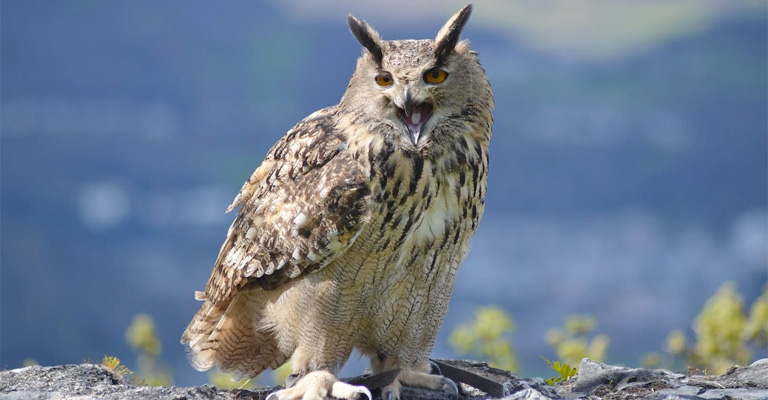 How Does an Owl Swallow with Such a Tiny Beak