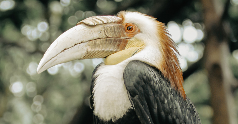 How Does the Shape of a Bird's Beak Help It Survive