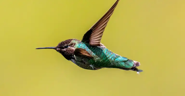 How Far Do Hummingbirds Fly Without To Eat Or Drink