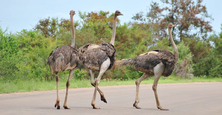 How Intelligent Are Ostriches