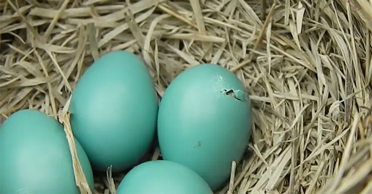 How Long Do Bird Eggs Take To Hatch