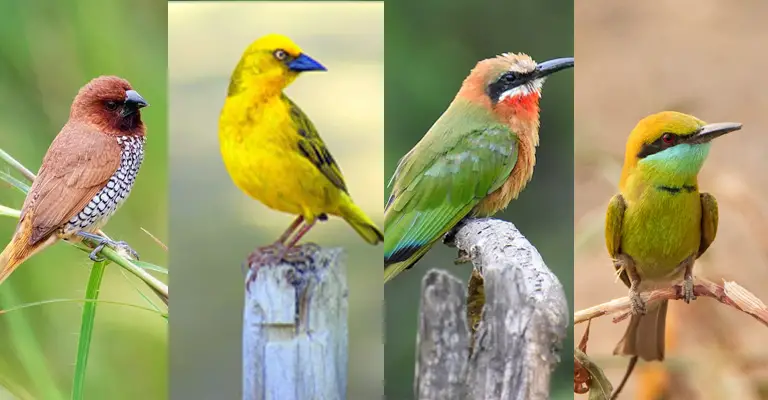 How Many Species of Birds Have