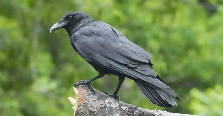 How Smart Are Crows Compared To Other Birds