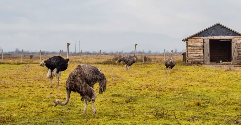 Can Ostriches Kill Humans - Reasons They Attack + How To Avoid